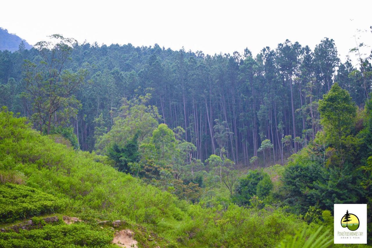 Pine Trees Homestay Nallathanniya ภายนอก รูปภาพ